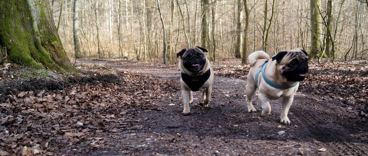 Mops Pelle billede 24