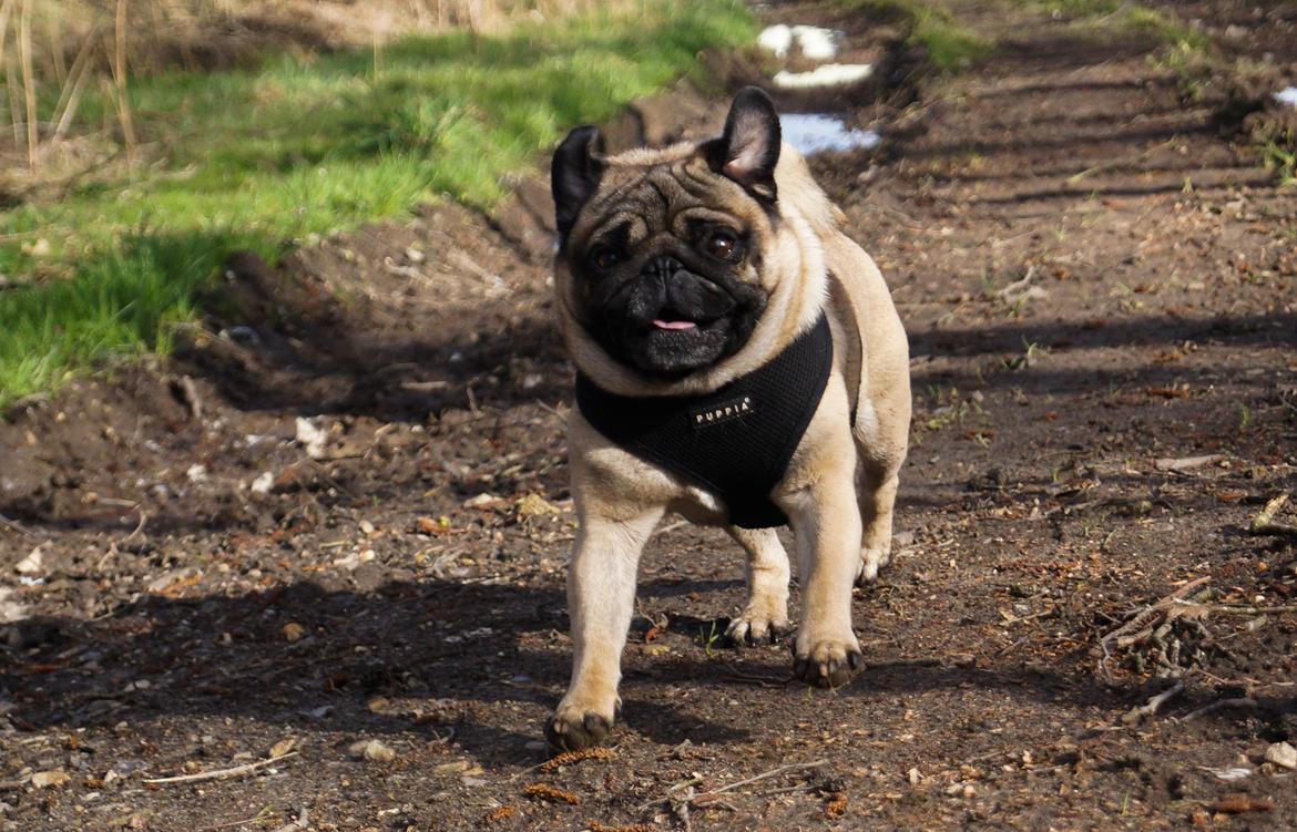 Mops Pelle billede 25