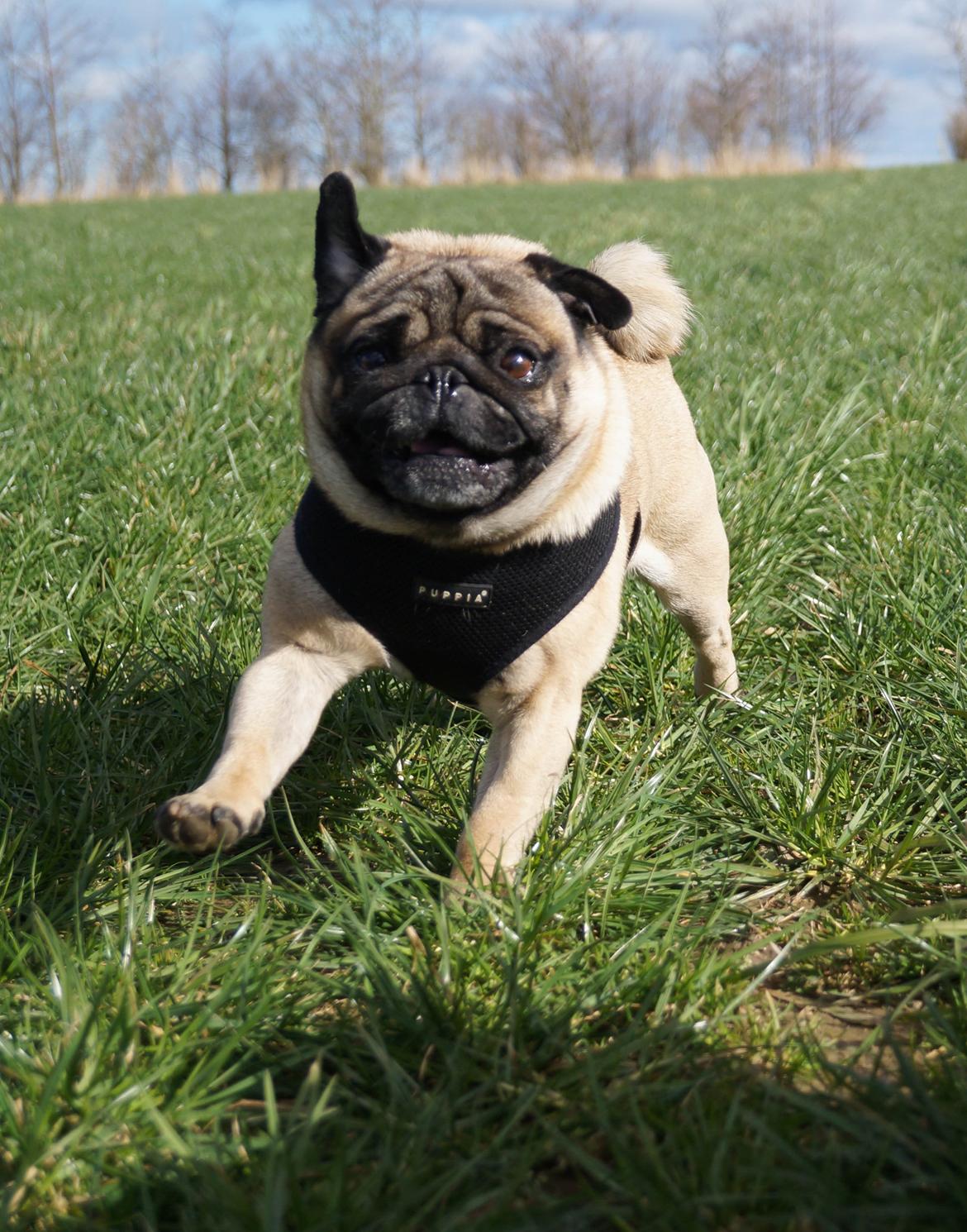 Mops Pelle billede 21