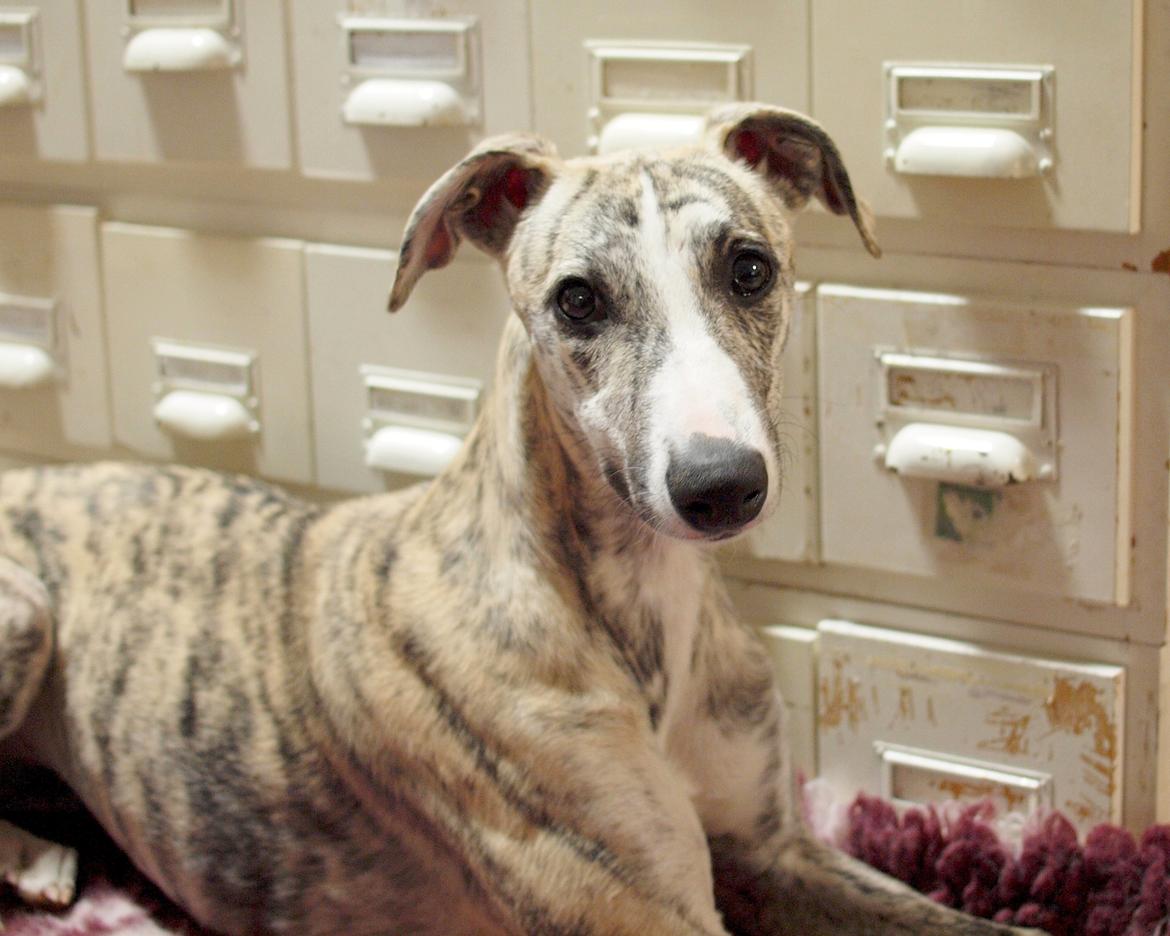Whippet Cala - 30/3-2015,  5½ måned gammel billede 6