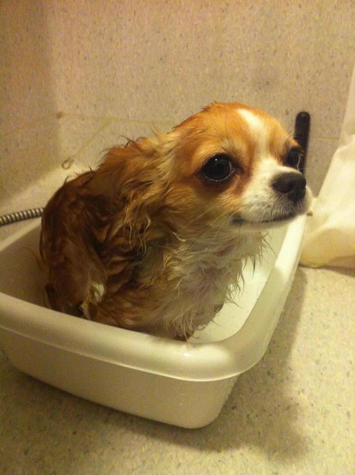 Chihuahua Bella - Bellas badekar billede 2