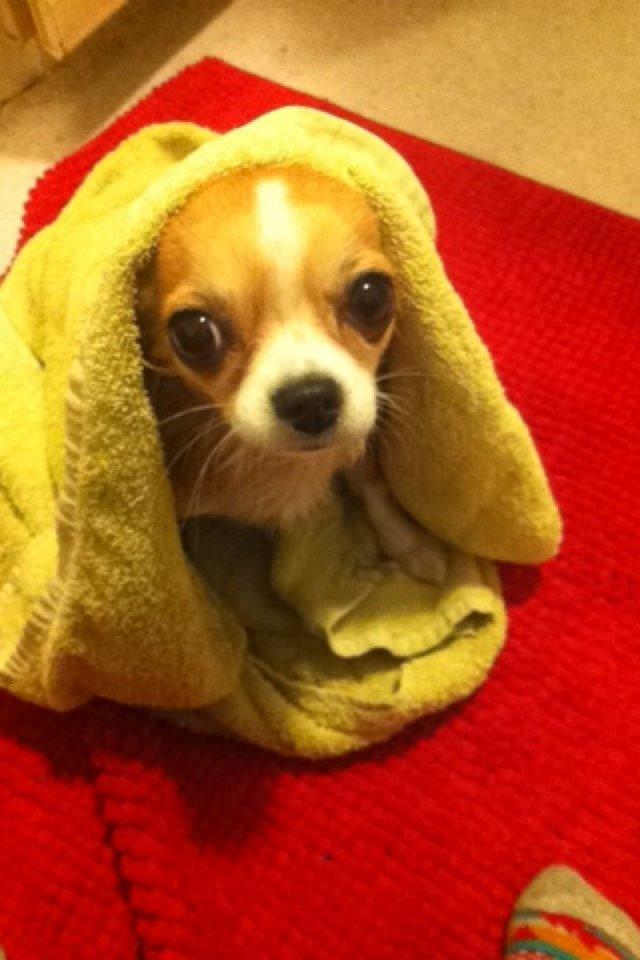 Chihuahua Bella billede 1