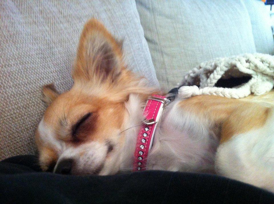 Chihuahua Bella billede 5