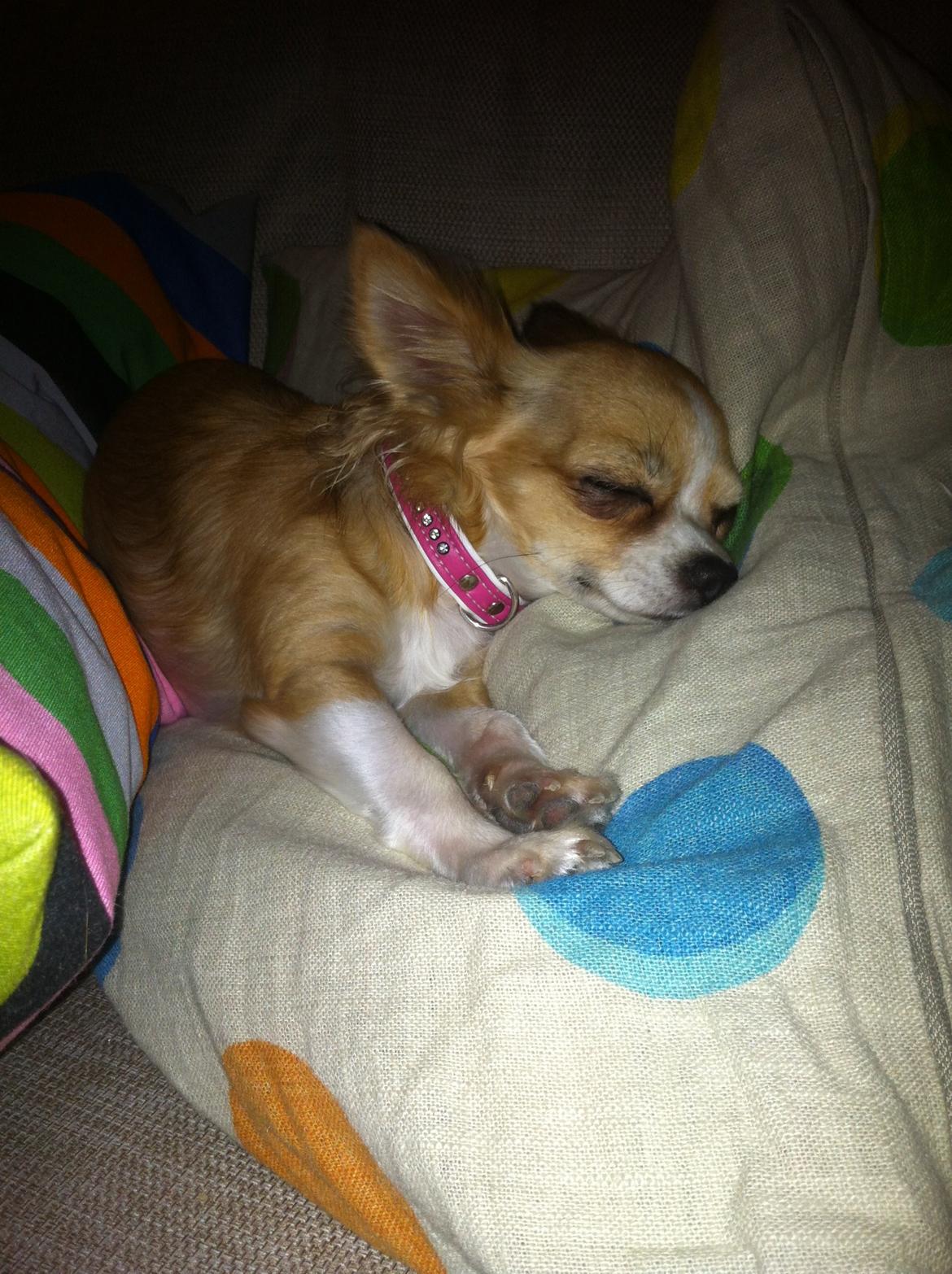 Chihuahua Bella billede 8