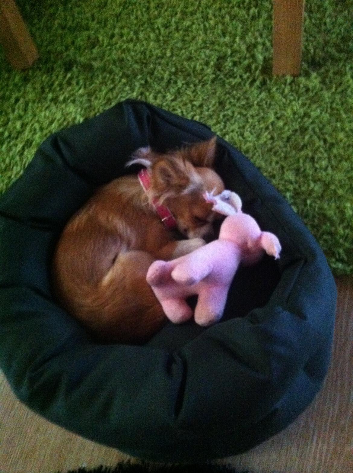 Chihuahua Bella - Bella sover med sin yndlingsbamse <3 billede 11