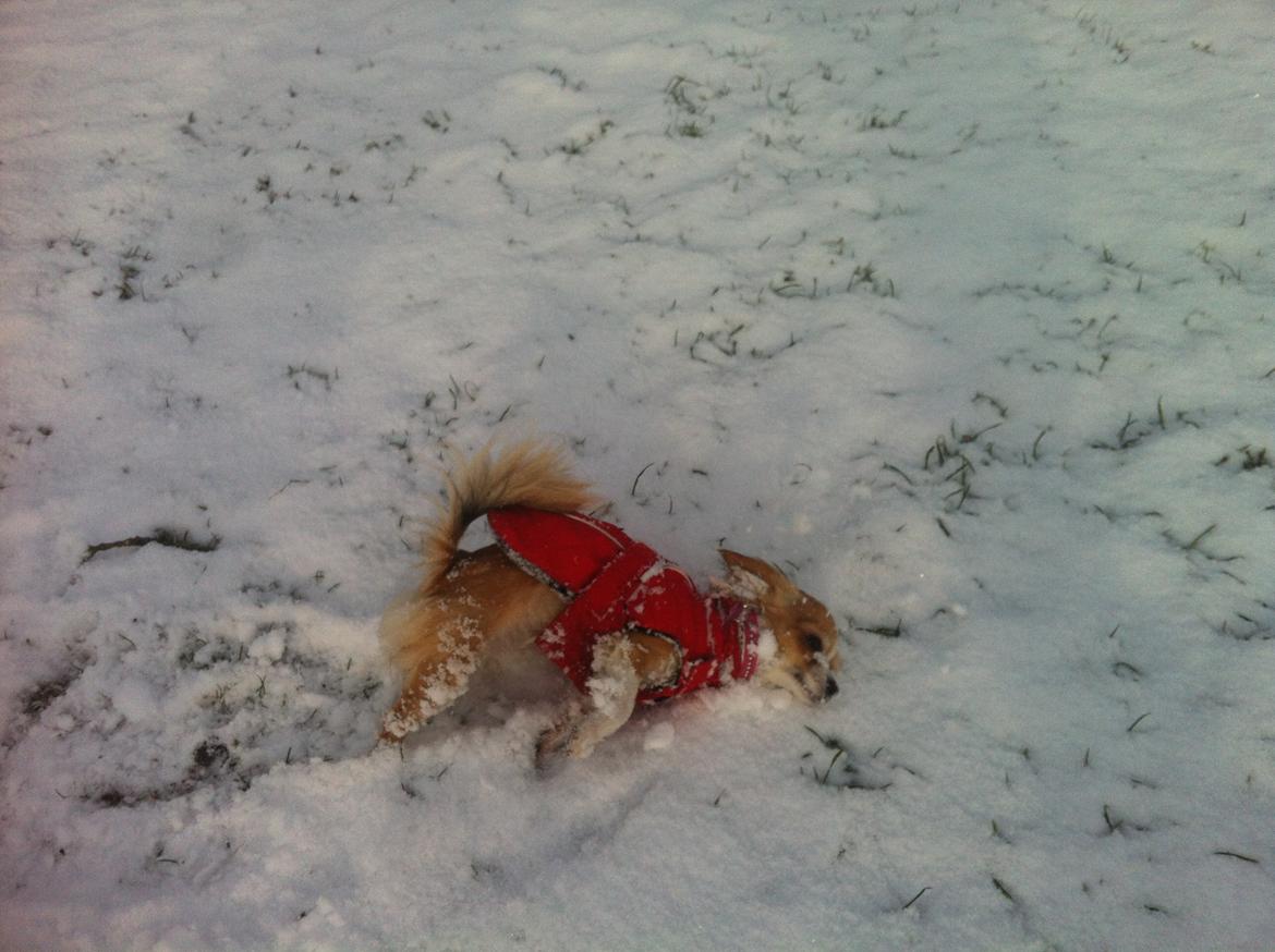 Chihuahua Bella billede 14