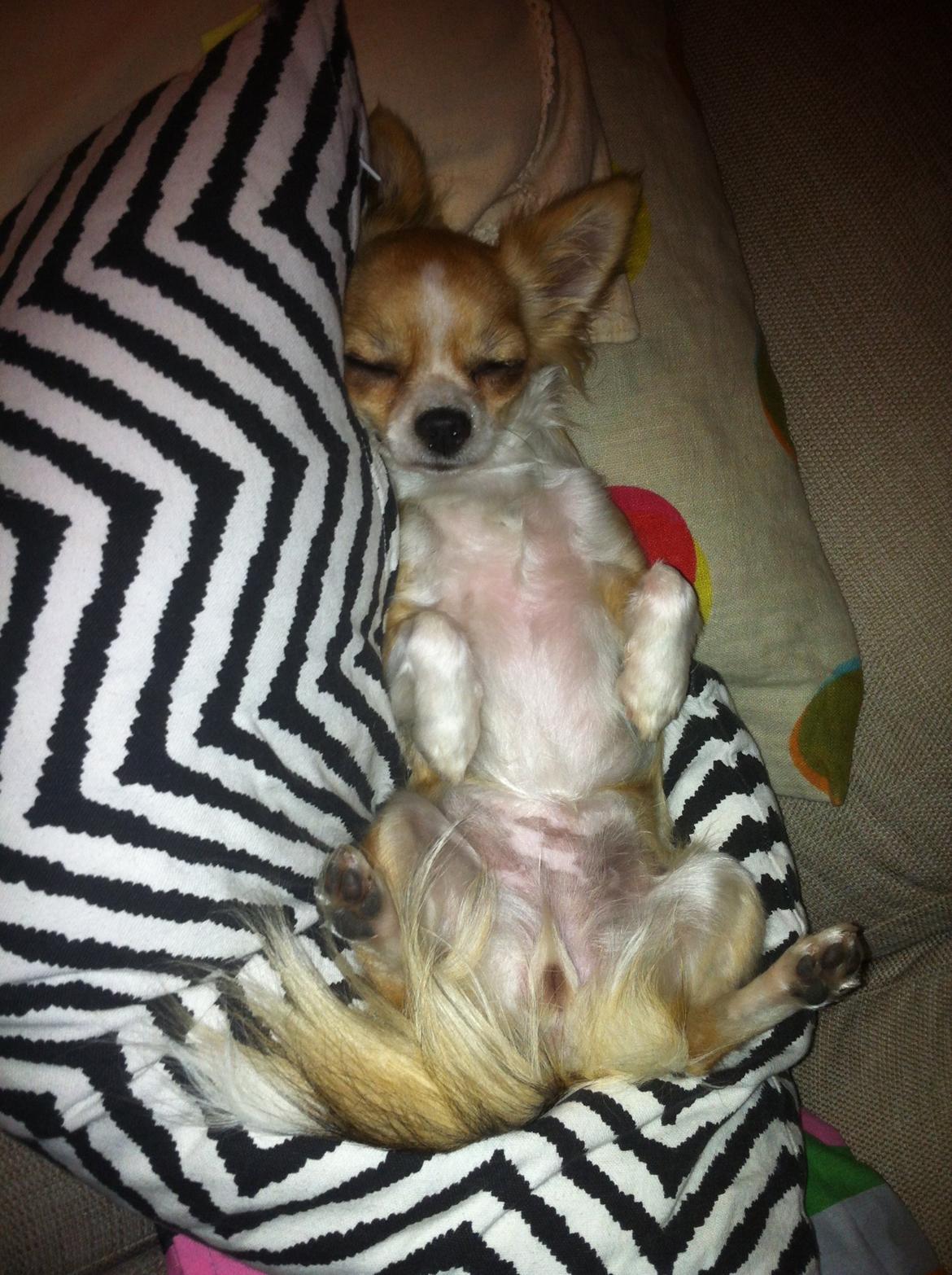 Chihuahua Bella billede 12