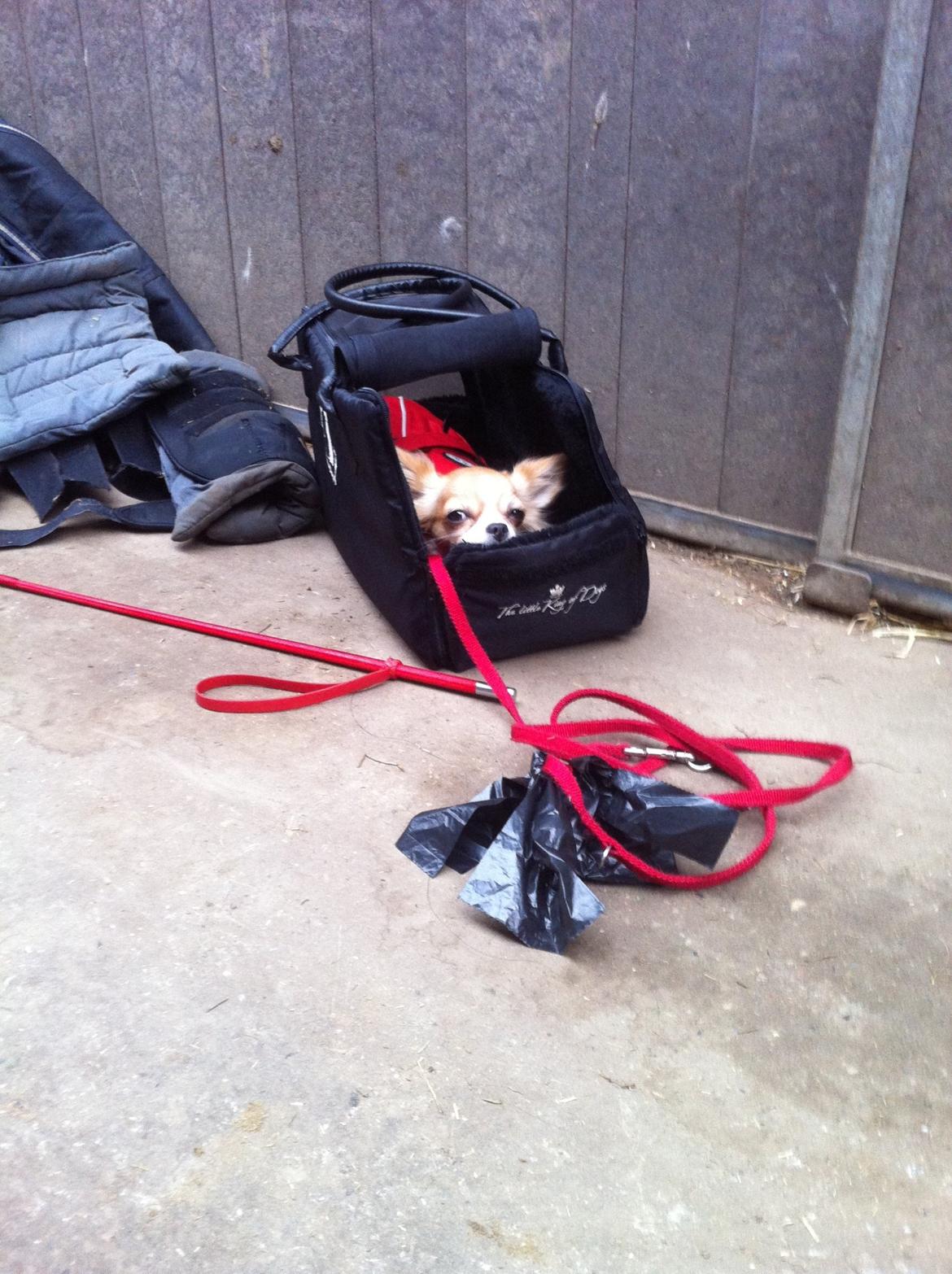 Chihuahua Bella - Bella på rideskolen, hun er god til at blive i tasken billede 18