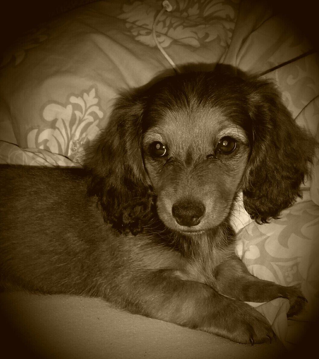 Gravhund Cita billede 1