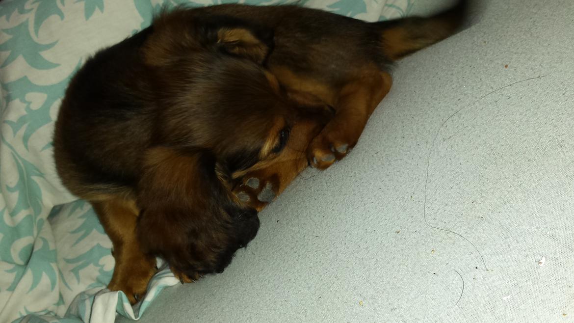 Gravhund Cita billede 2