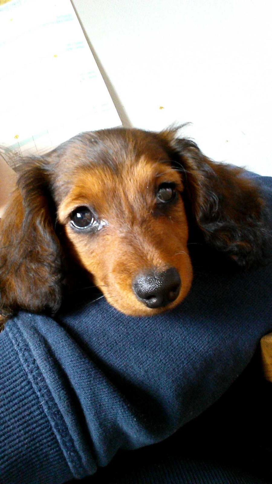 Gravhund Cita billede 4