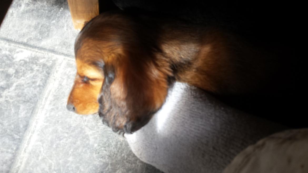 Gravhund Cita billede 3