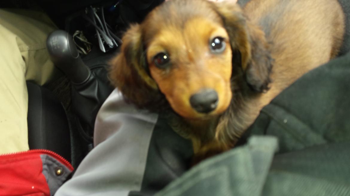 Gravhund Cita billede 6