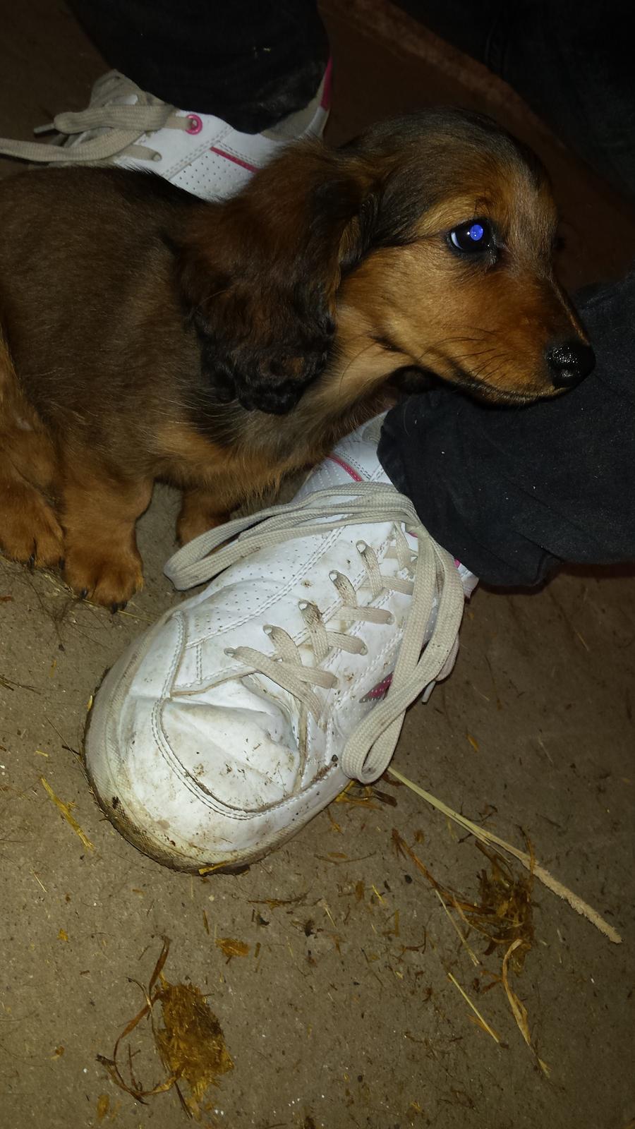 Gravhund Cita billede 5