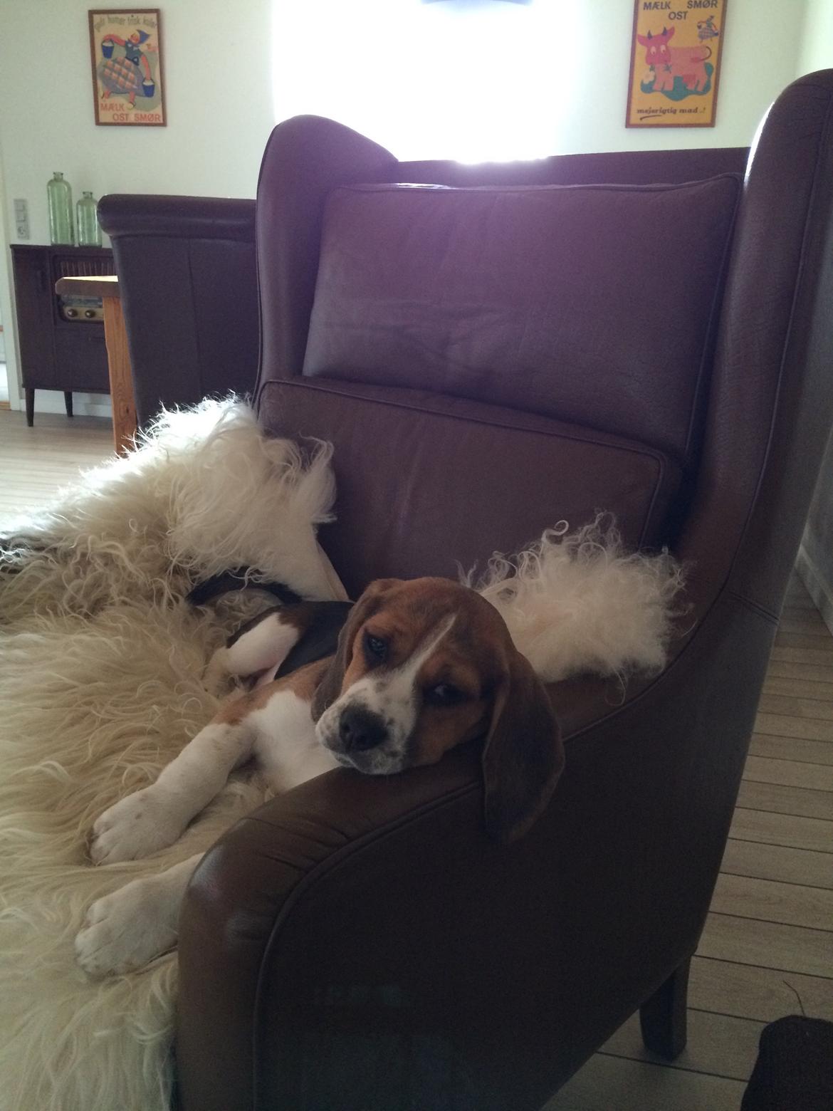 Beagle Nellie billede 1