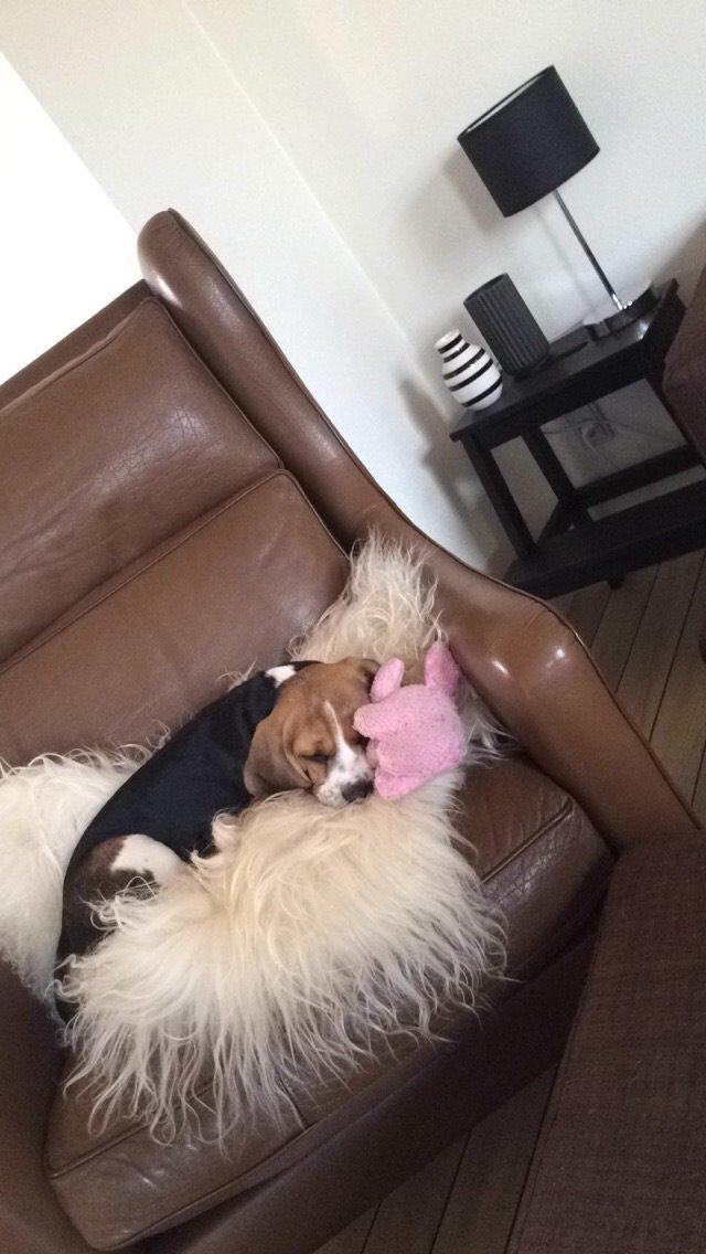 Beagle Nellie - Hun er SÅ glad for hendes stol! billede 3