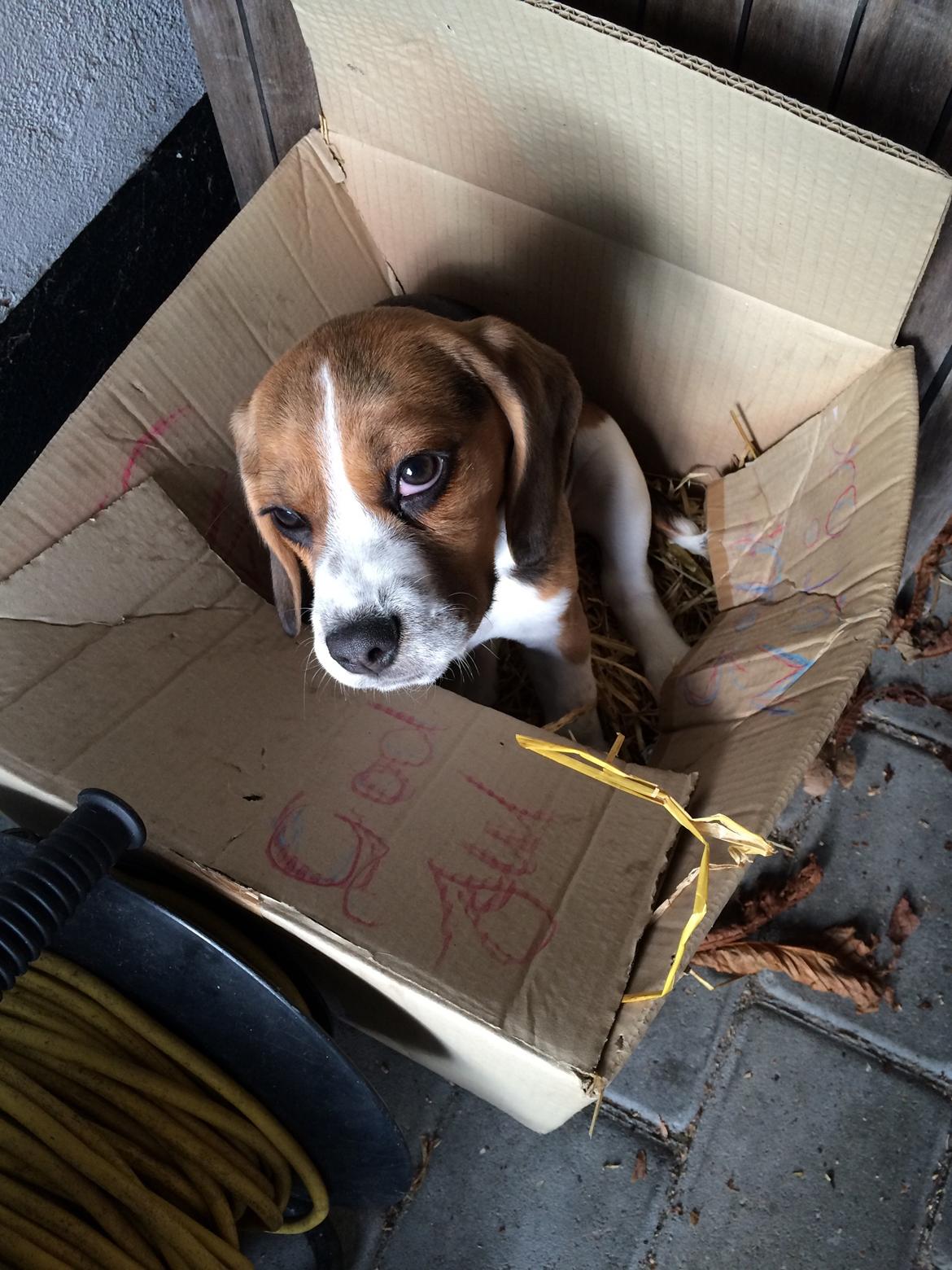 Beagle Nellie - En dag kunne jeg ikke finde hende, så jeg gik ud i skuret, og der sad Nellie i en papkasse! helt uskyldig :-D billede 4