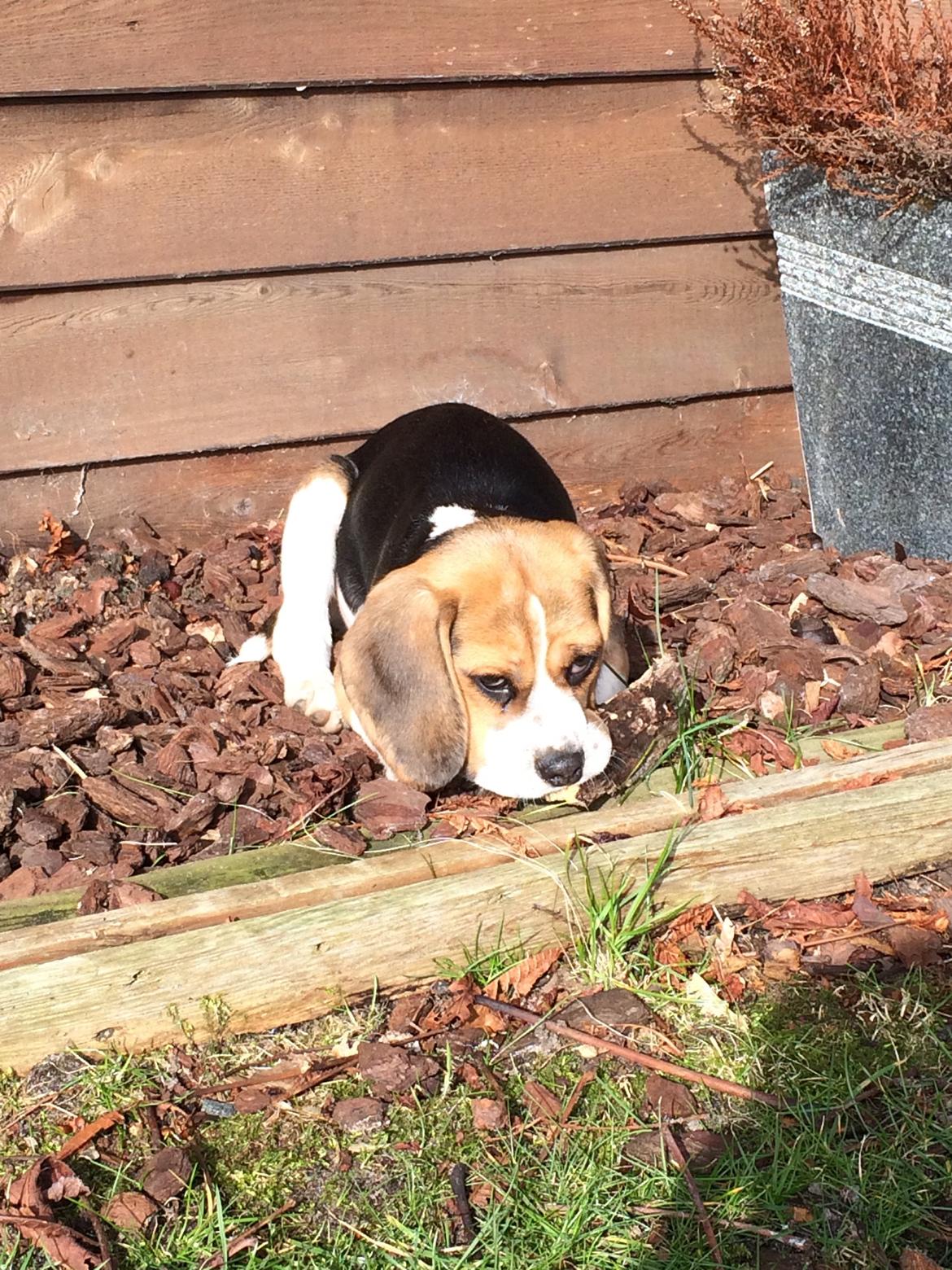 Beagle Nellie - Forårssolskin er bare sagen billede 2