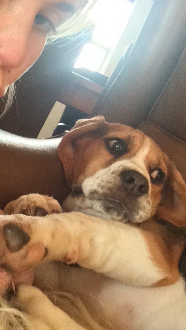 Beagle Nellie billede 5