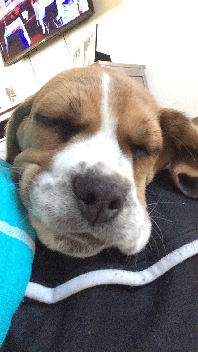 Beagle Nellie billede 6