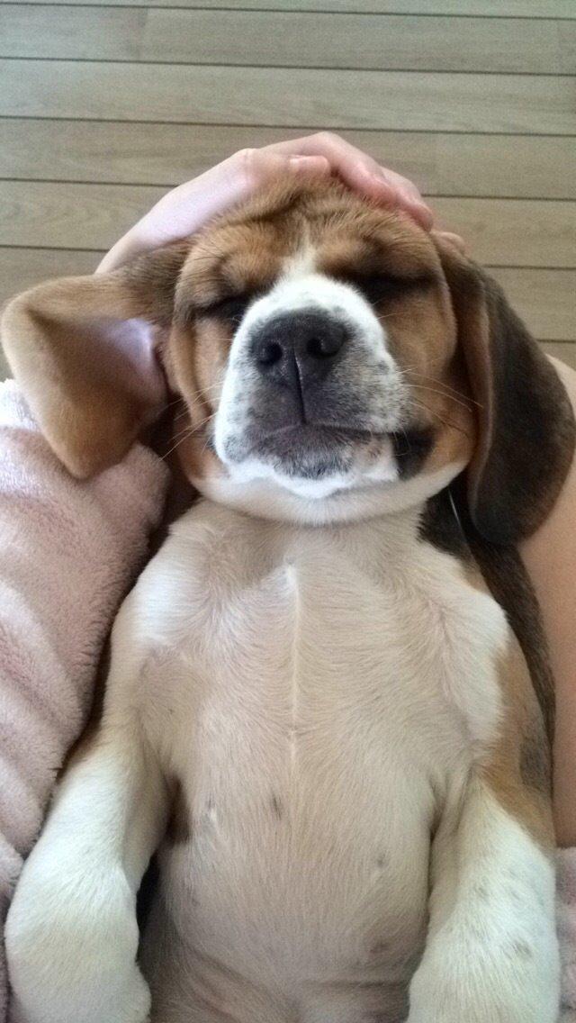 Beagle Nellie - Lille putte mus, lige da vi fik hende billede 8