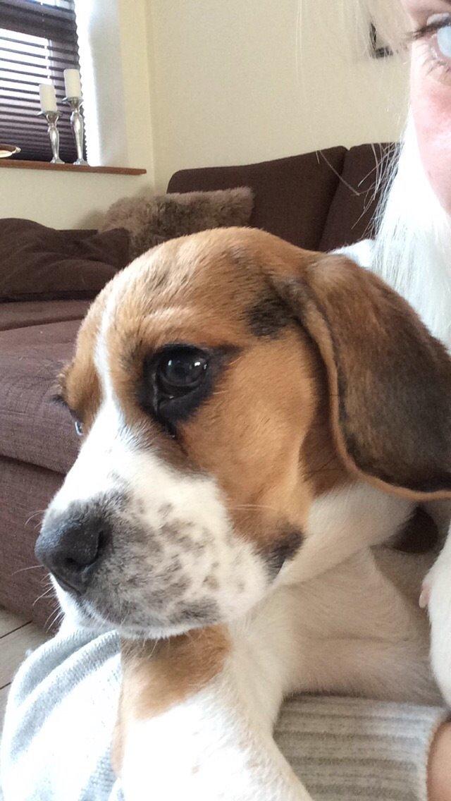 Beagle Nellie billede 7