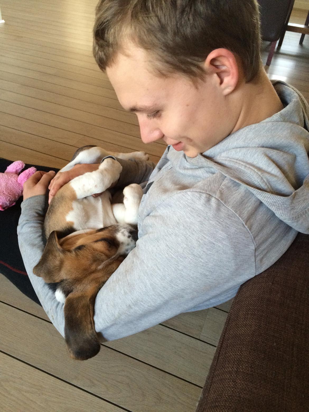 Beagle Nellie - Nellie og far <3 billede 9