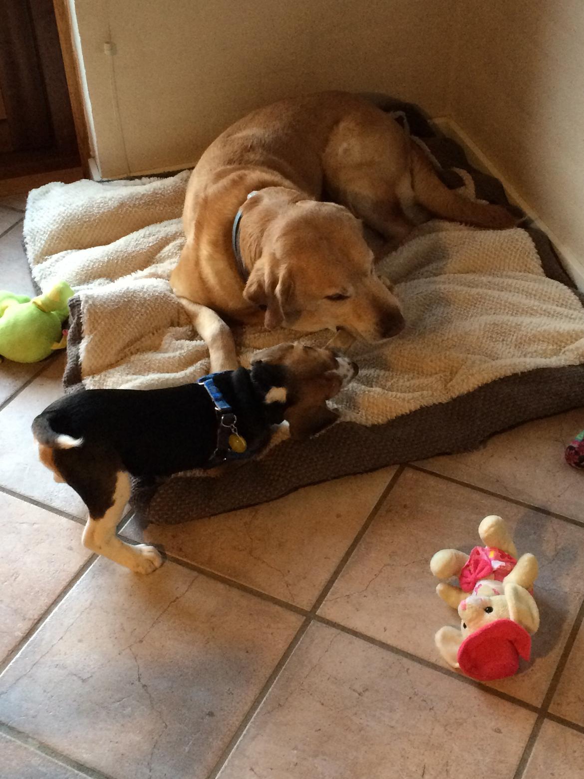 Beagle Nellie - Nellie leger med mine forældres hund Samson  billede 10