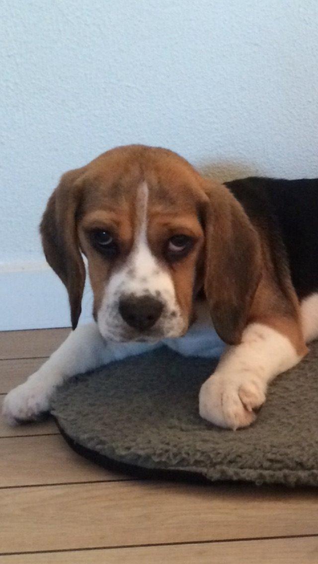 Beagle Nellie billede 13