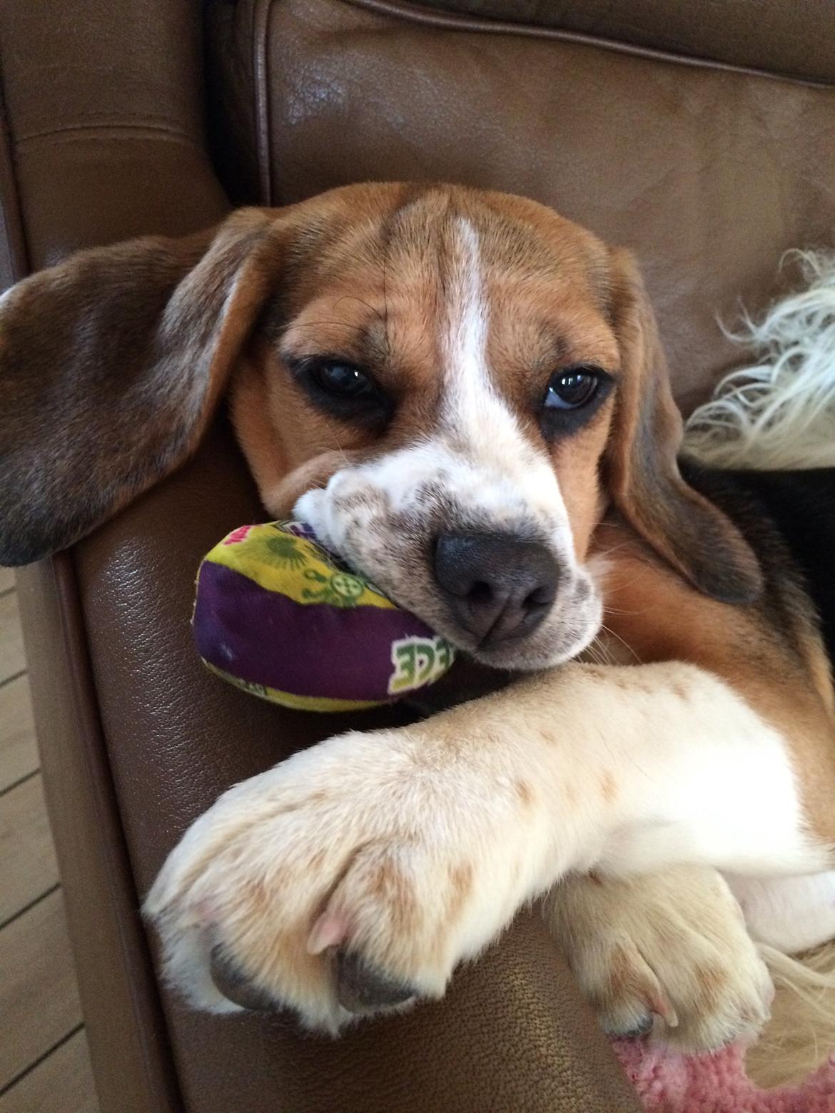 Beagle Nellie billede 11