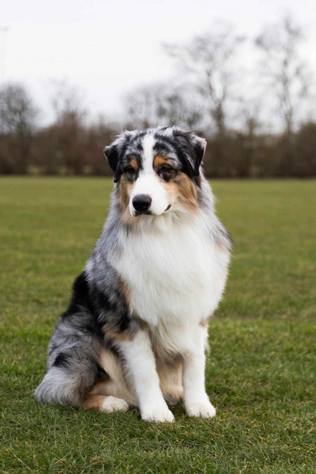 Australian shepherd Aston - 1,5 år gammel billede 29