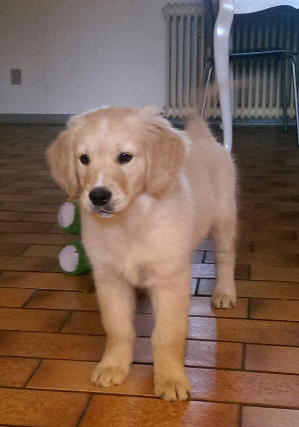 Golden retriever Konrad billede 19