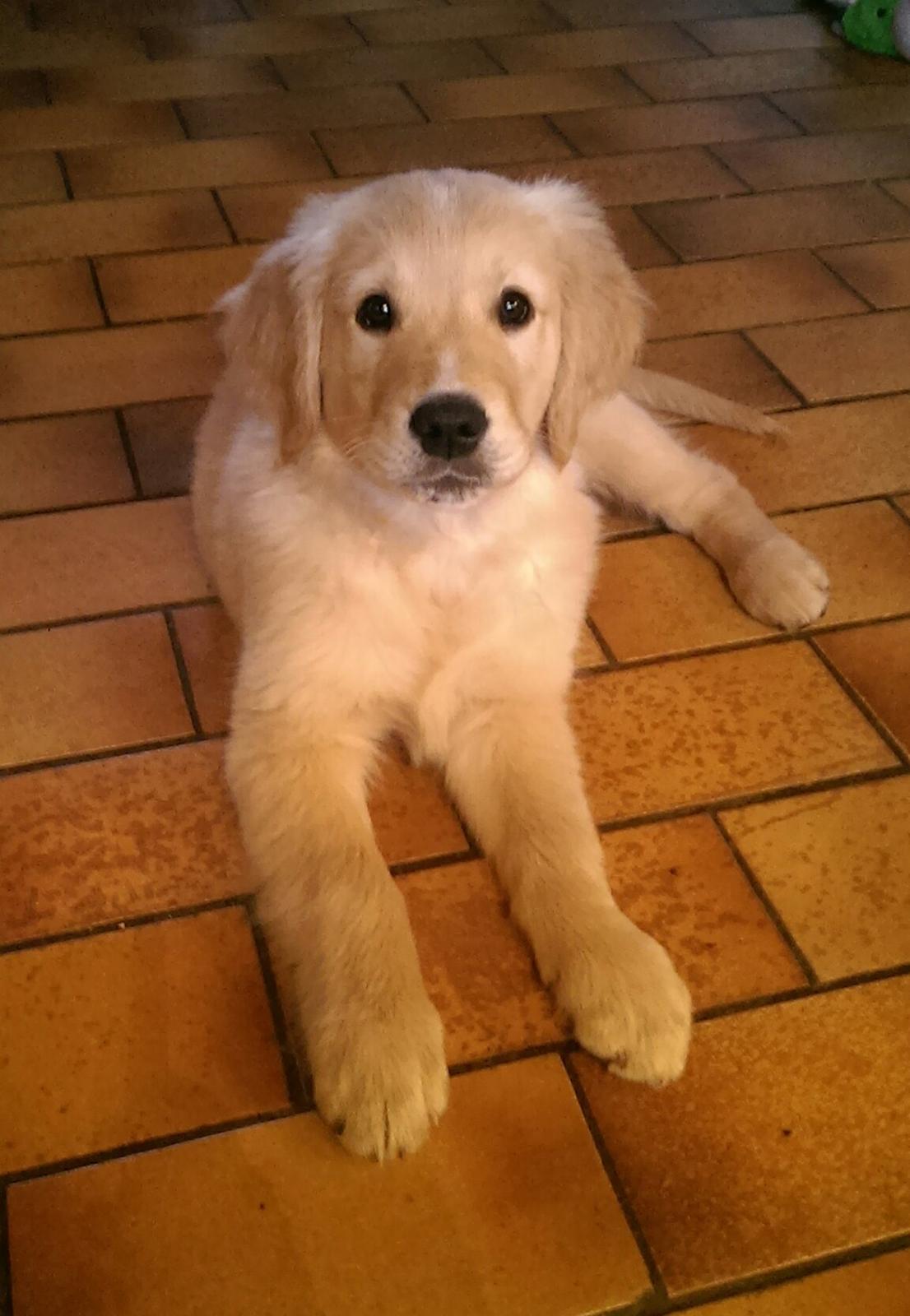 Golden retriever Konrad billede 20