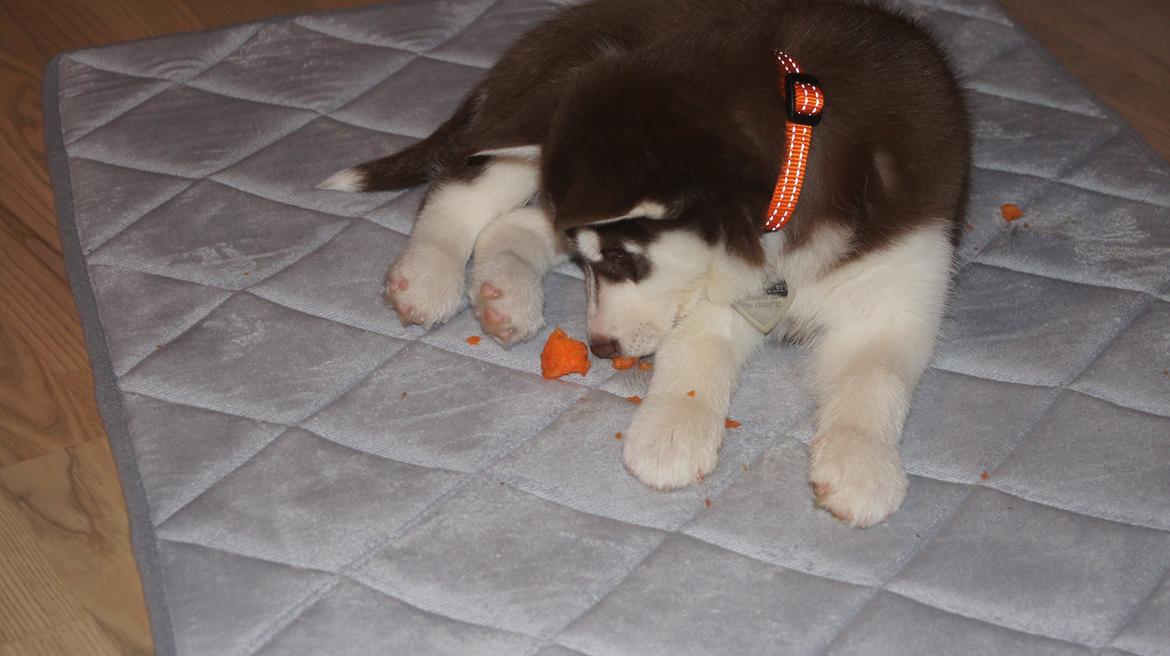 Siberian husky Suki - Hvad er det for nogeet?? billede 7