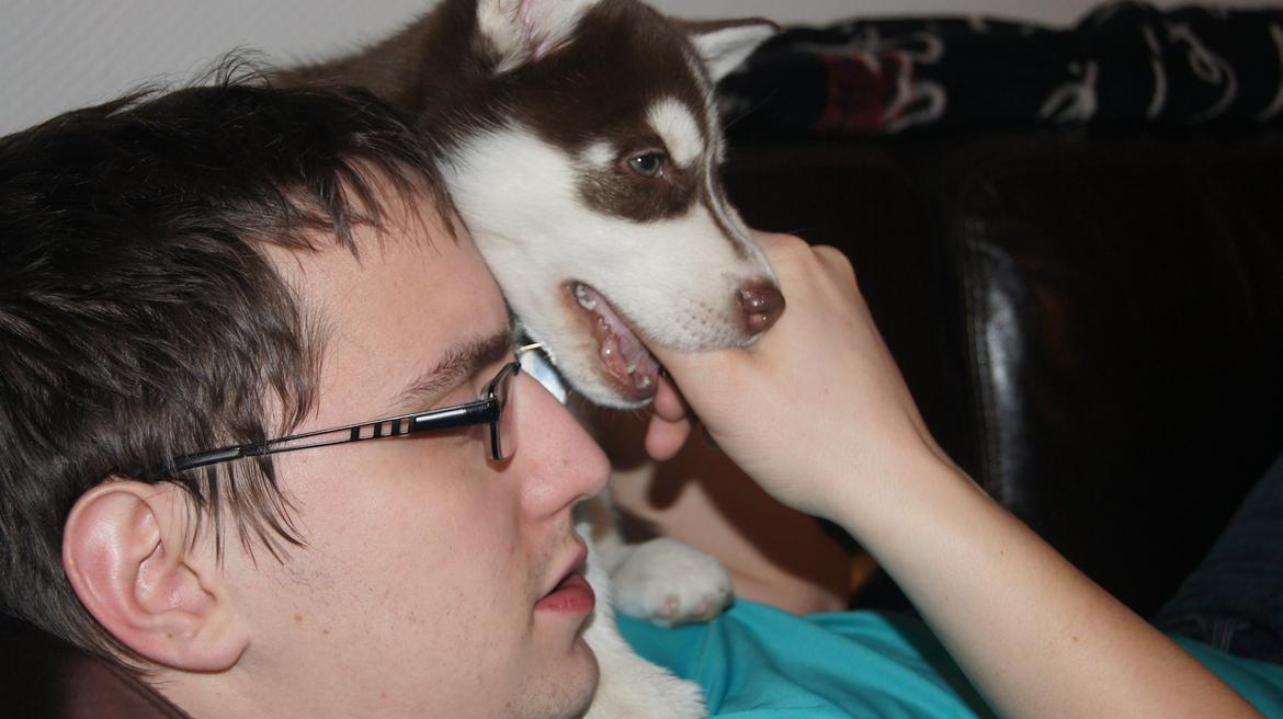 Siberian husky Suki - Far, din finger smager godt :) billede 8