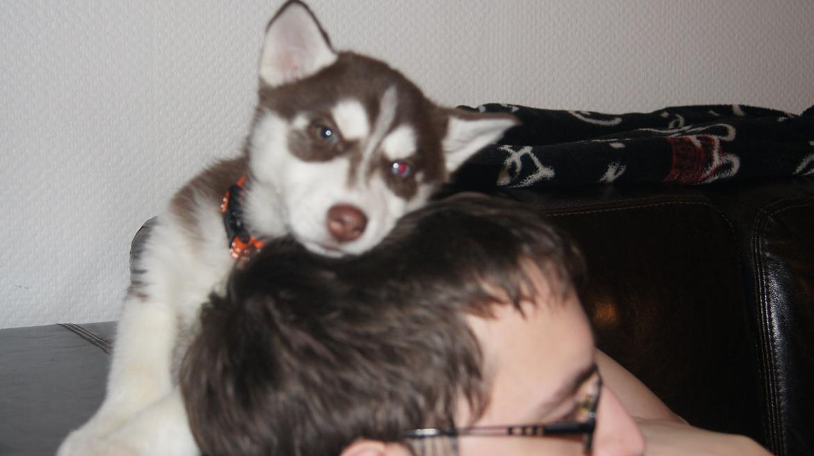 Siberian husky Suki - Det er min far billede 9