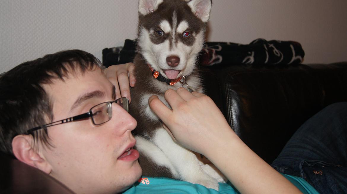 Siberian husky Suki billede 10