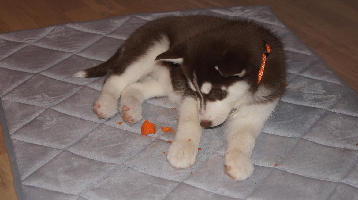 Siberian husky Suki billede 6