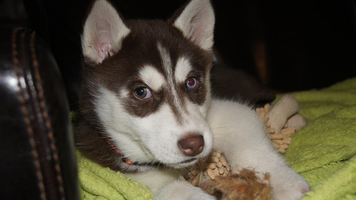 Siberian husky Suki billede 12