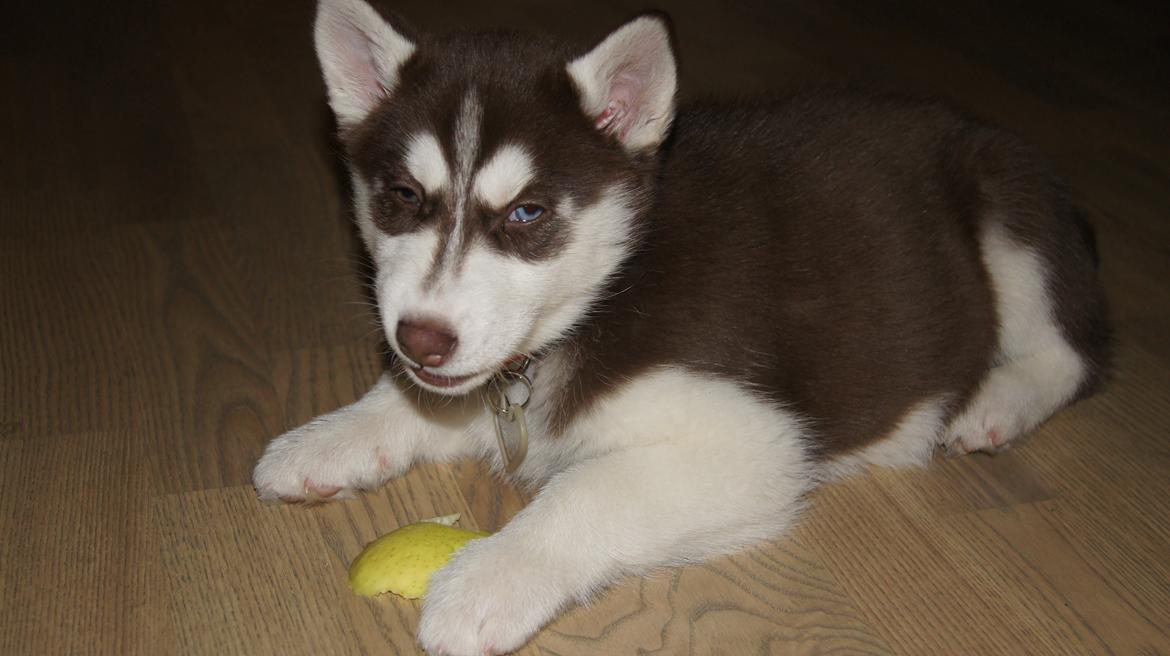 Siberian husky Suki billede 13