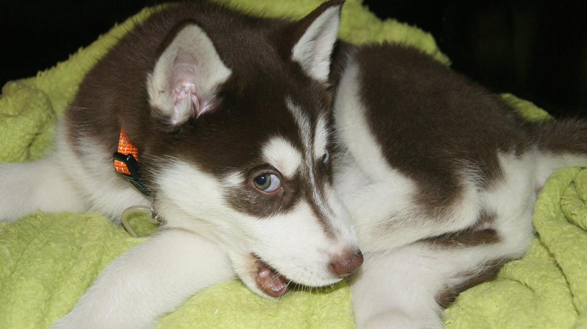 Siberian husky Suki billede 11