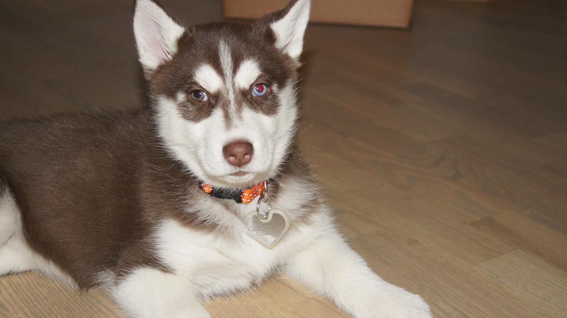 Siberian husky Suki billede 15