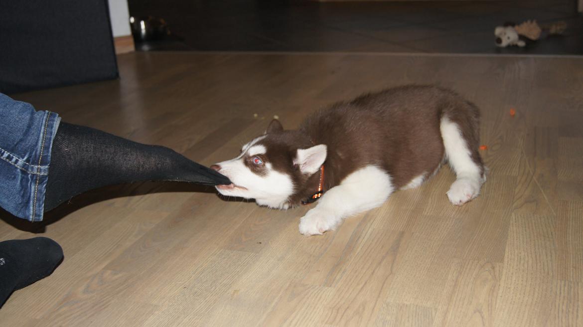 Siberian husky Suki - Haha, far jeg tager din sok billede 16