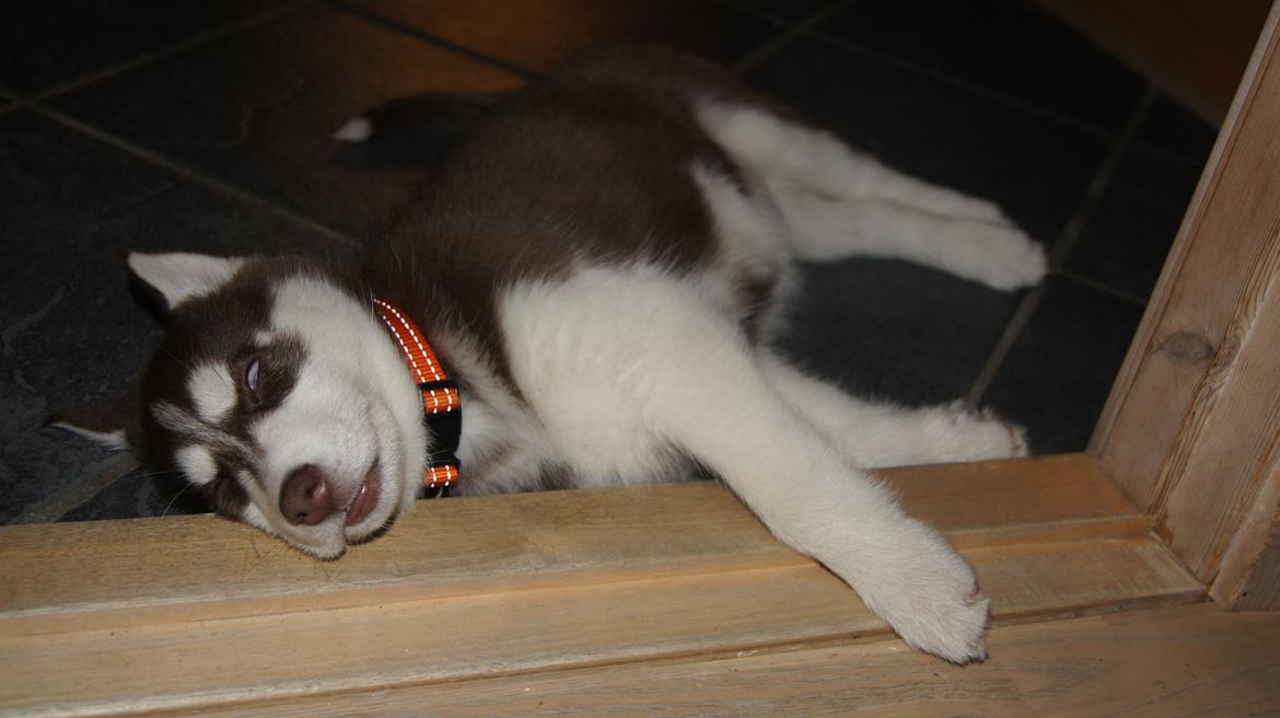 Siberian husky Suki billede 17