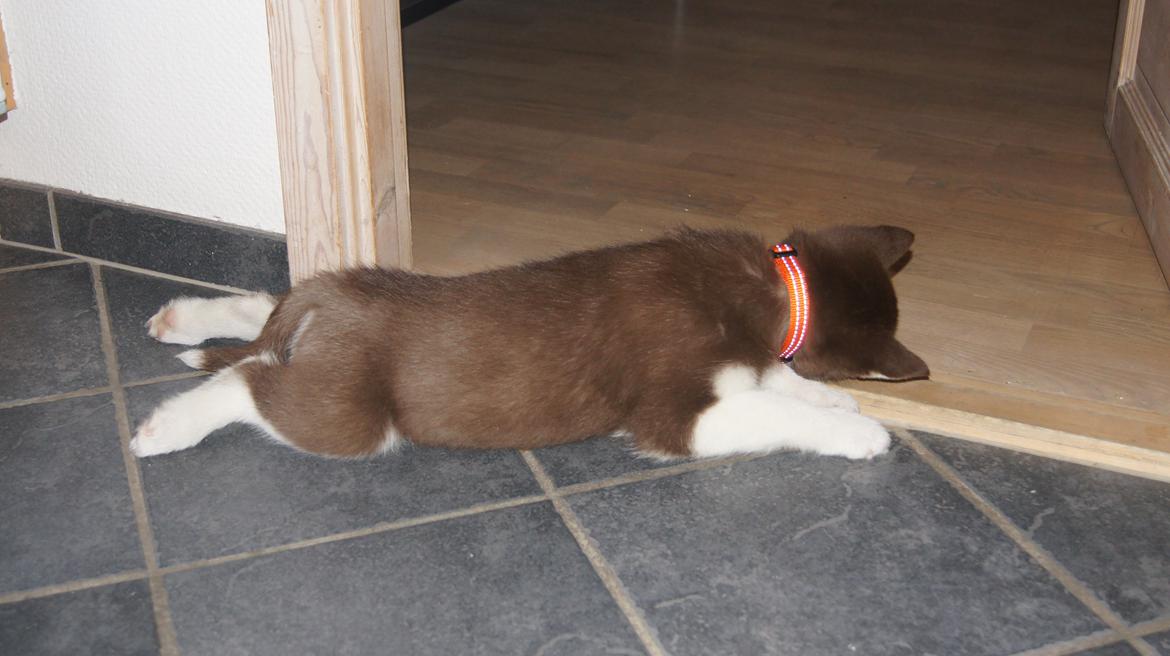 Siberian husky Suki - Her ligger jeg godt billede 18