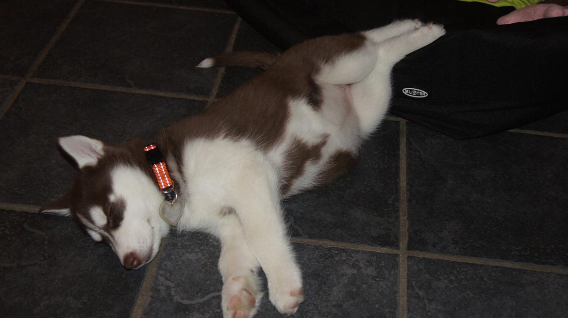 Siberian husky Suki billede 19