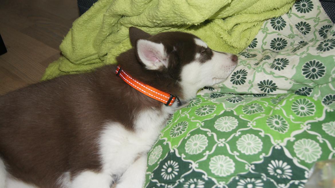 Siberian husky Suki billede 21