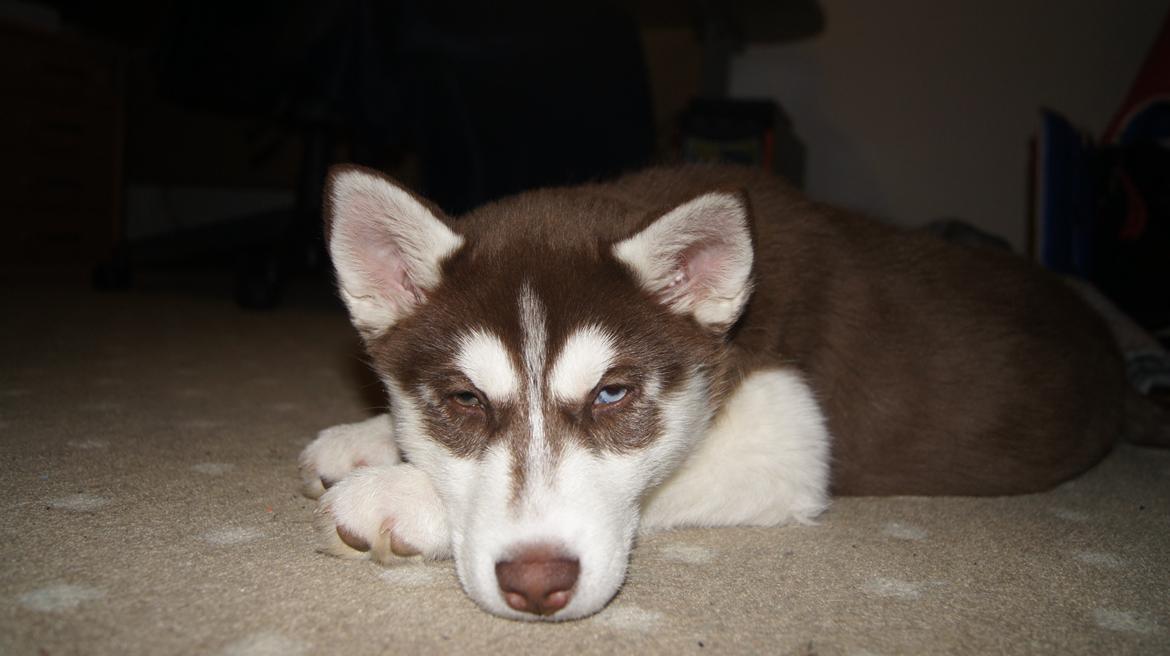 Siberian husky Suki billede 23