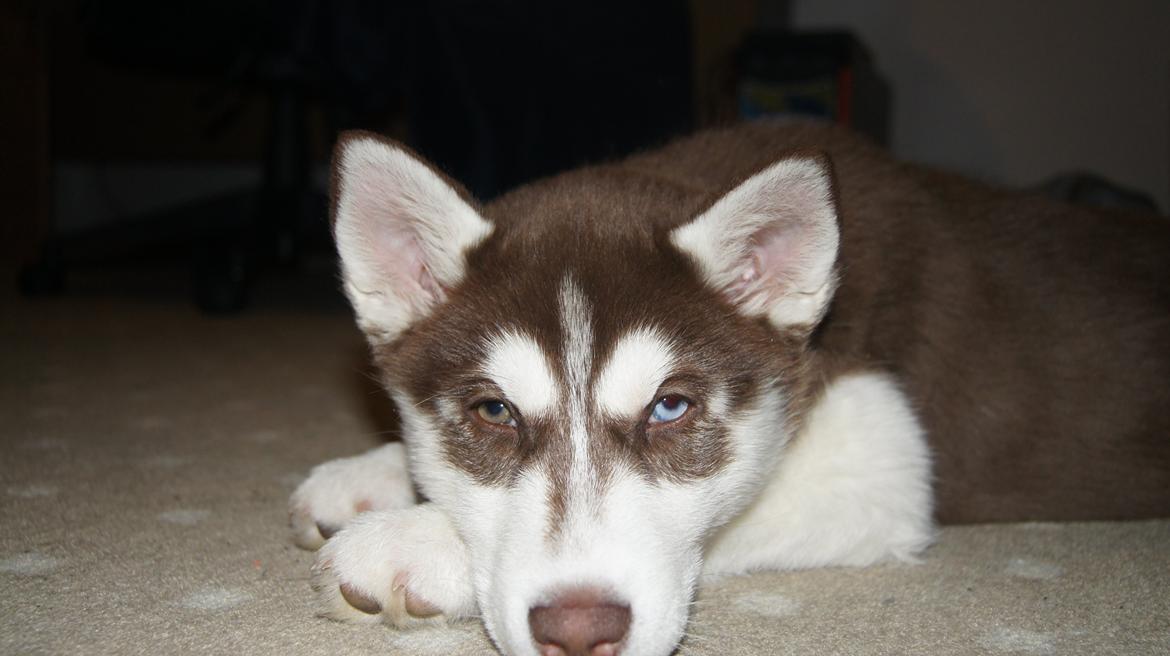 Siberian husky Suki billede 22