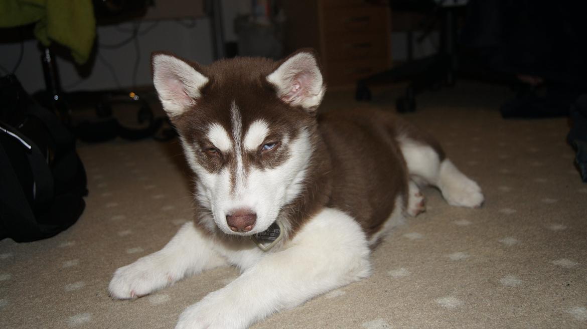 Siberian husky Suki billede 24